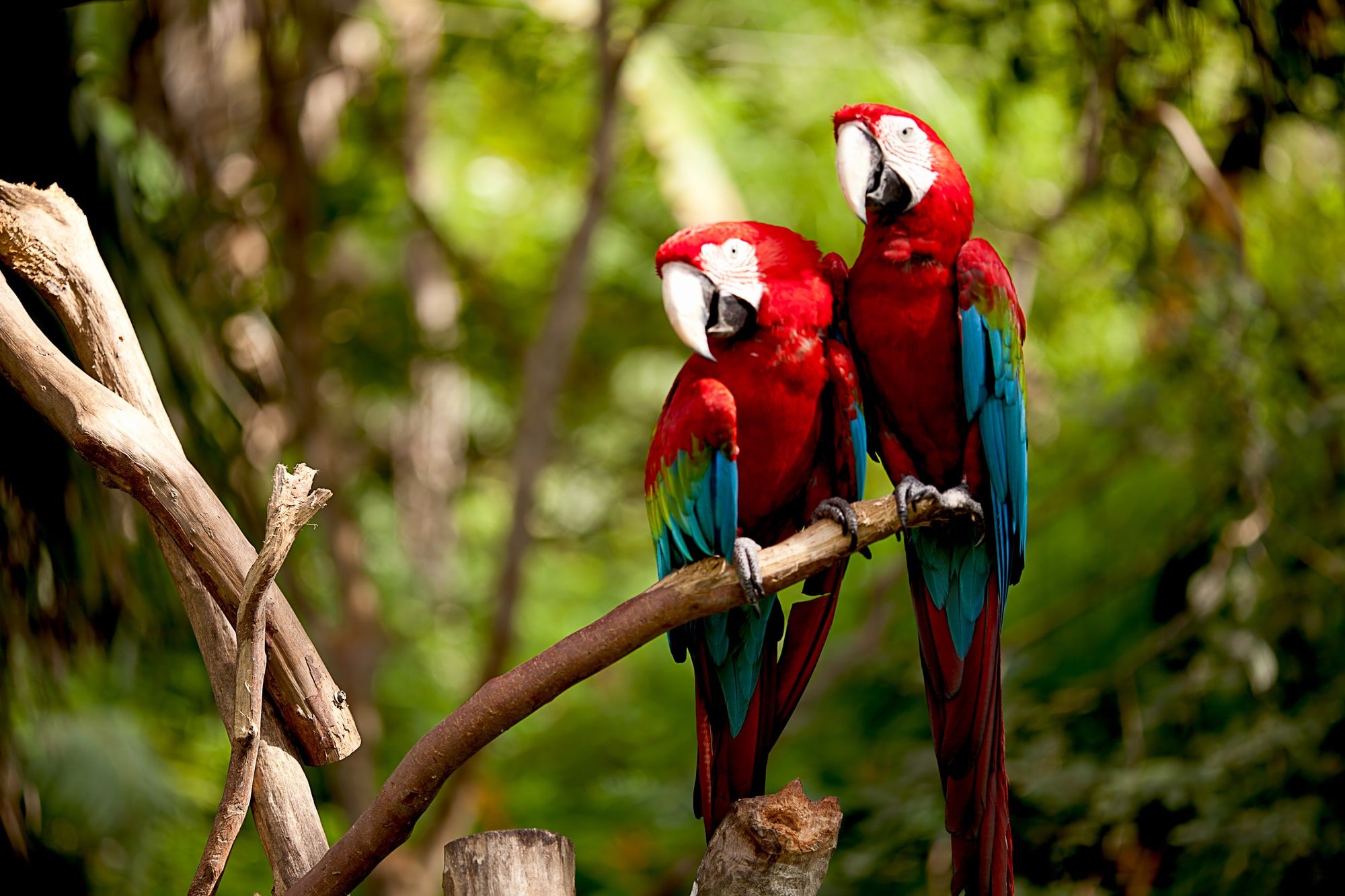 corcovado national park
