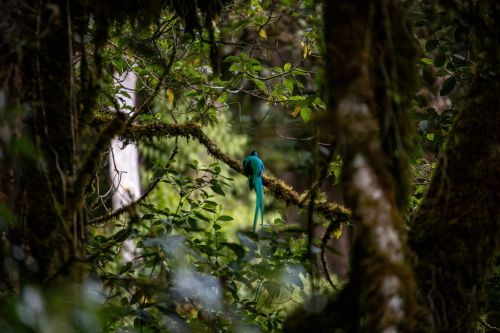 quetzal in san gerardo de dota