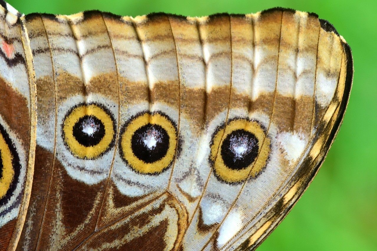 morpho