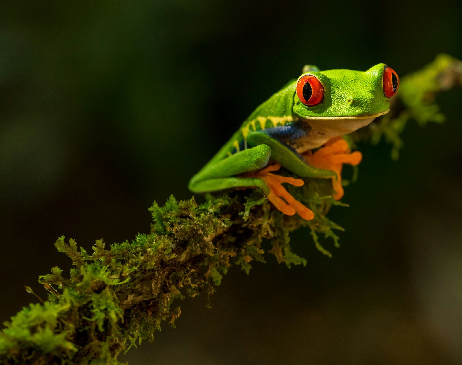 le blog du costa rica