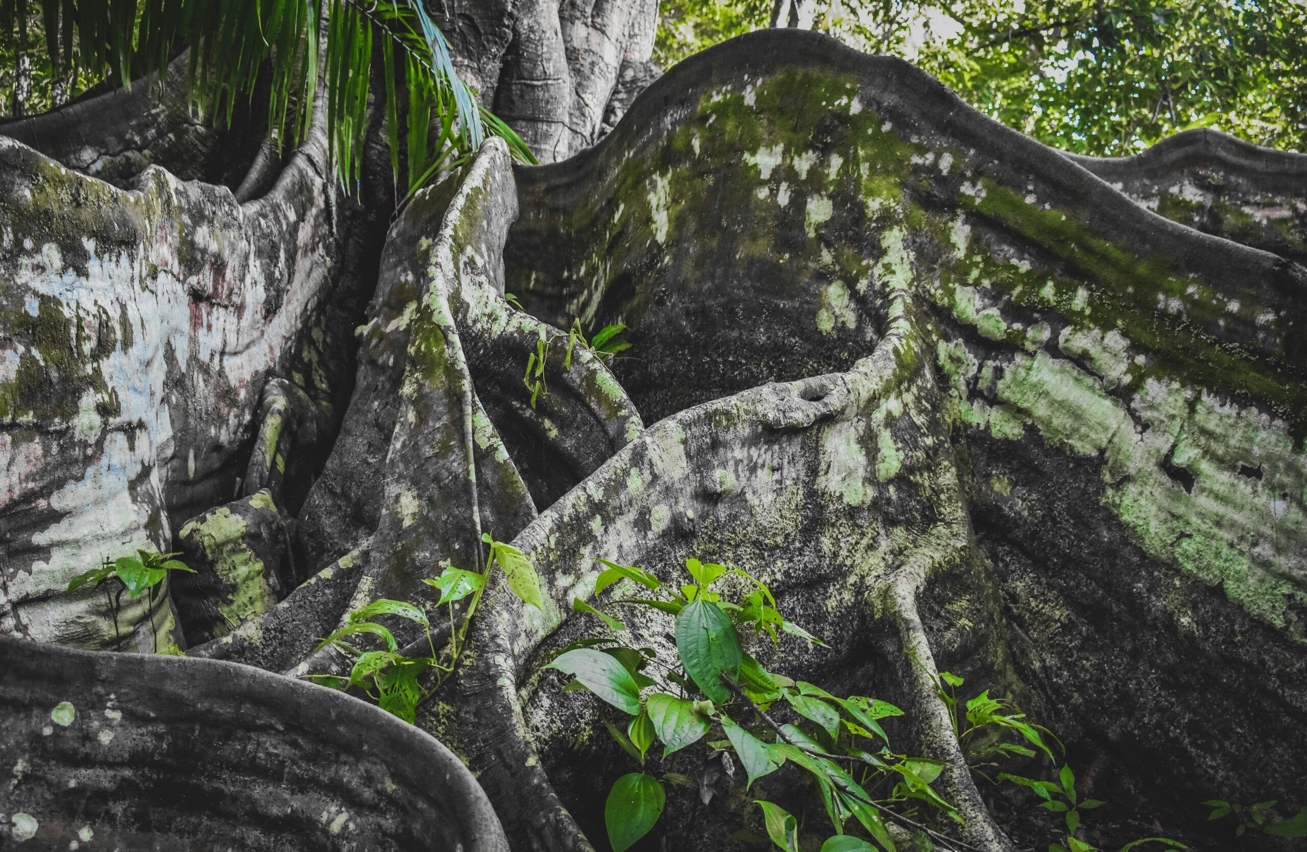 entrelacement de racines au costa rica