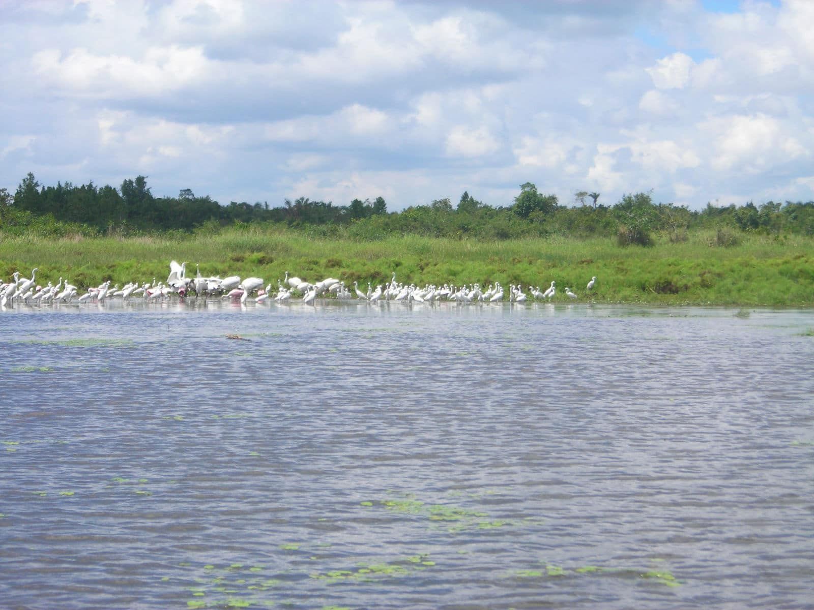 Caño Negro