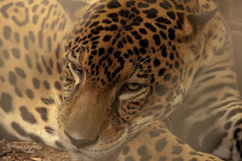 Panthera costa rica
