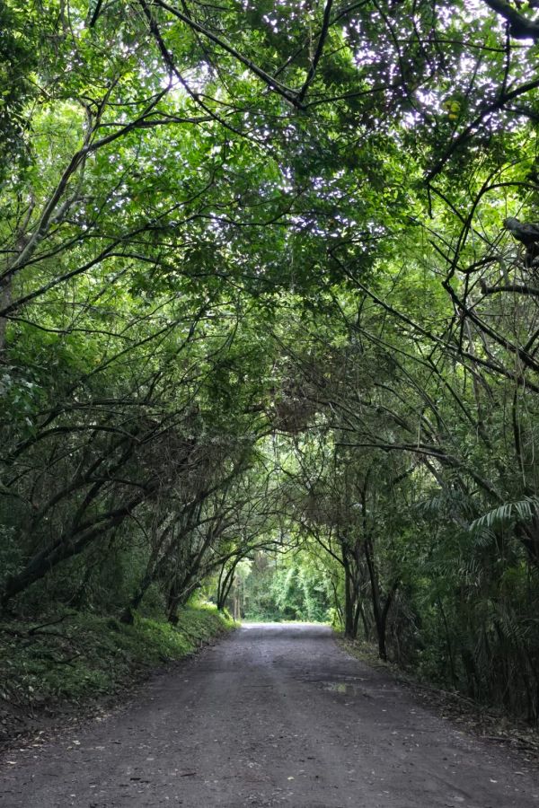 le guide du costa rica morpho evasions