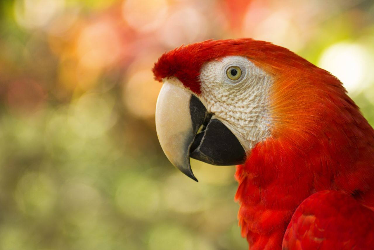 ara macao au costa rica