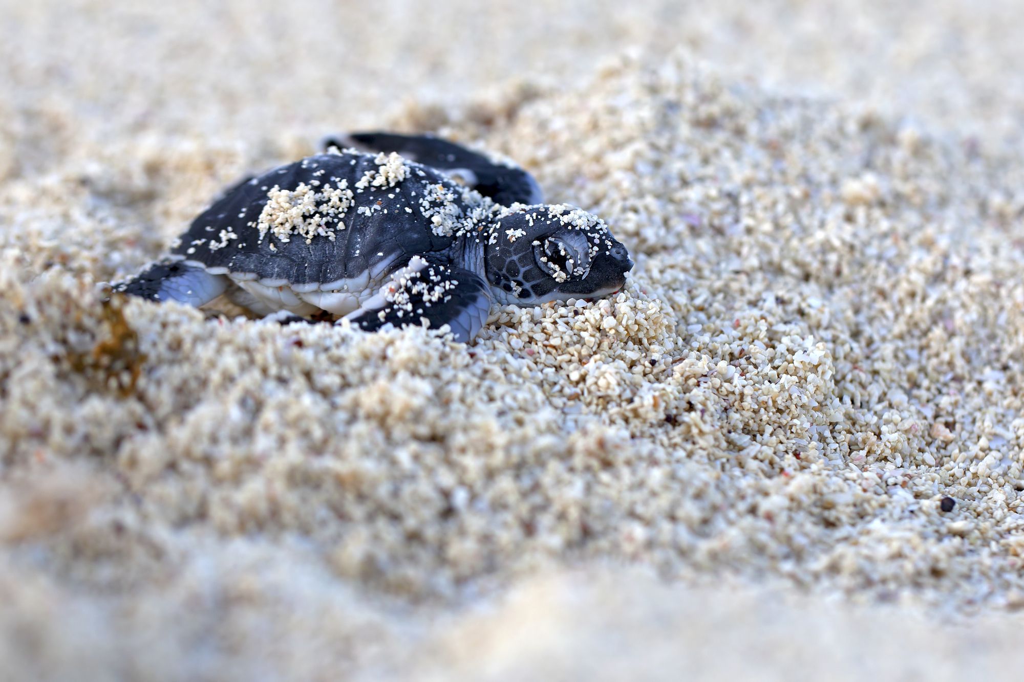 la faune du costa rica et la tortue verte