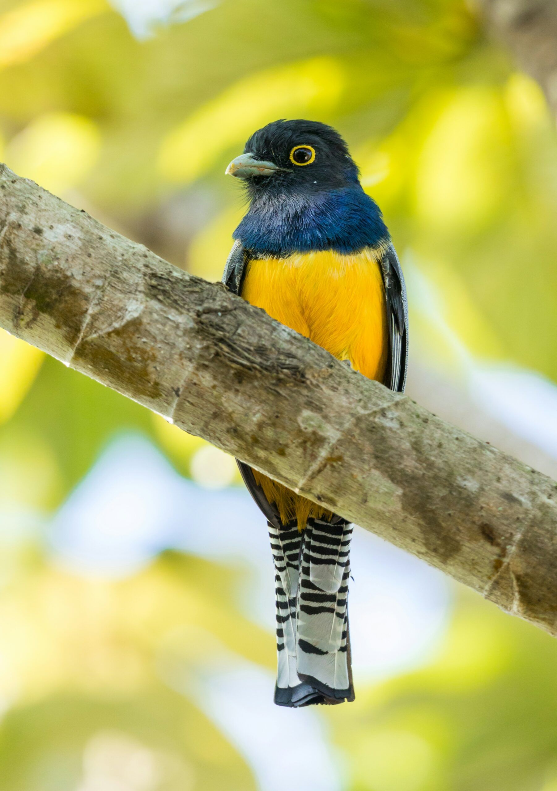 Trogon costa rica