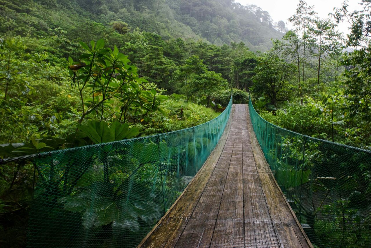 perroquets au costa rica