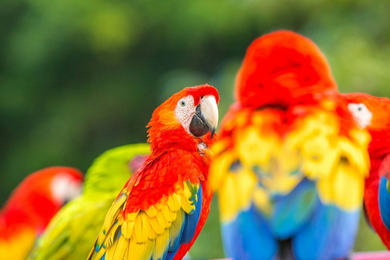 perroquets au costa rica