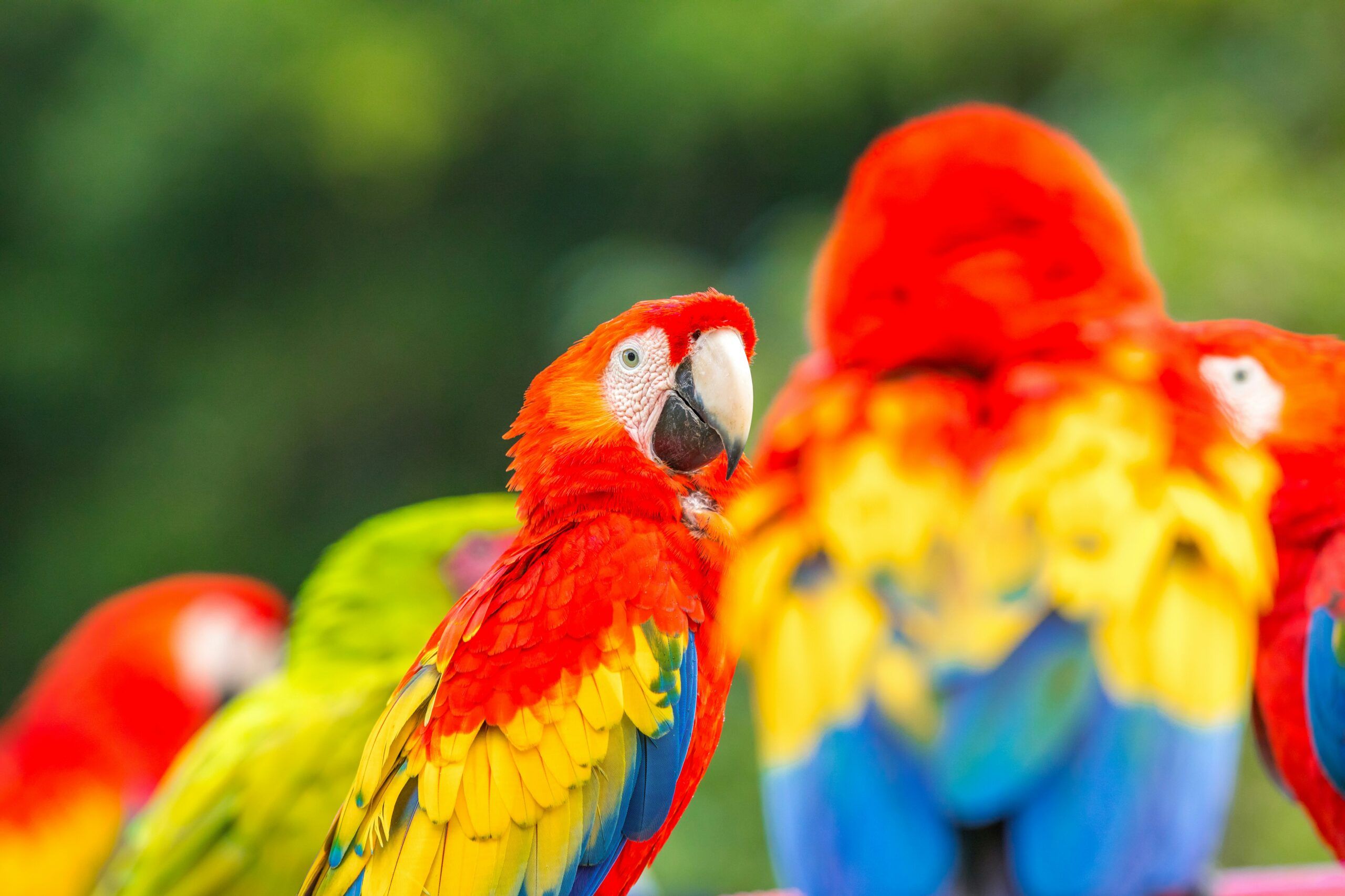 perroquets au costa rica