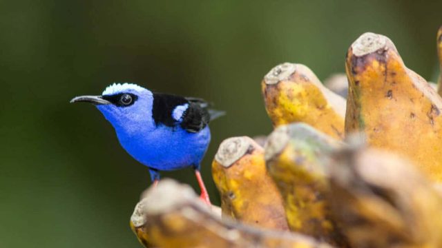 sarapiqui costa rica
