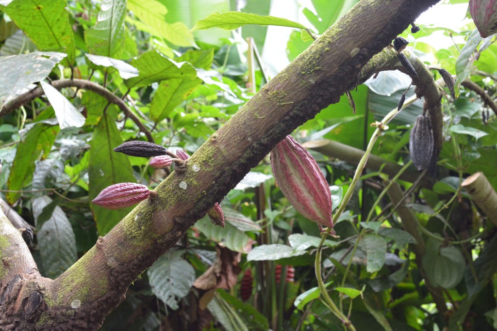 cabosse cacao costa rica