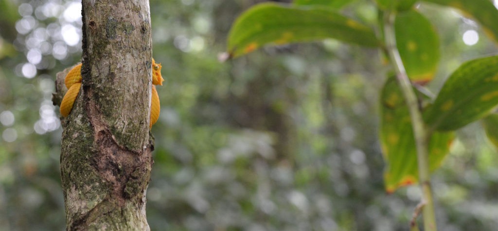 Vipère à corne au Costa Rica