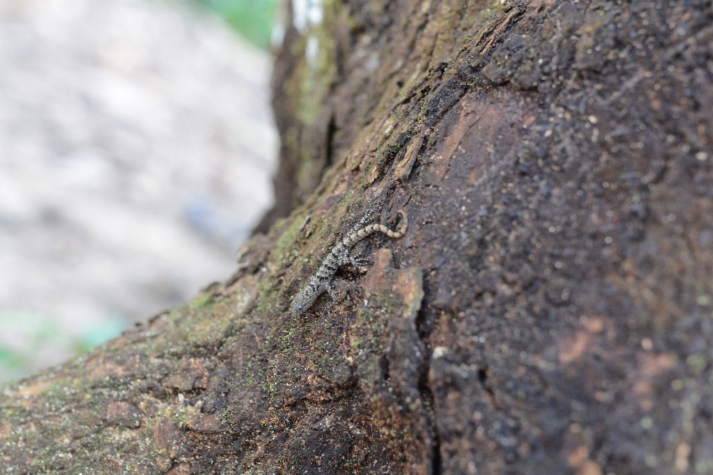 Gecko à Cahuita