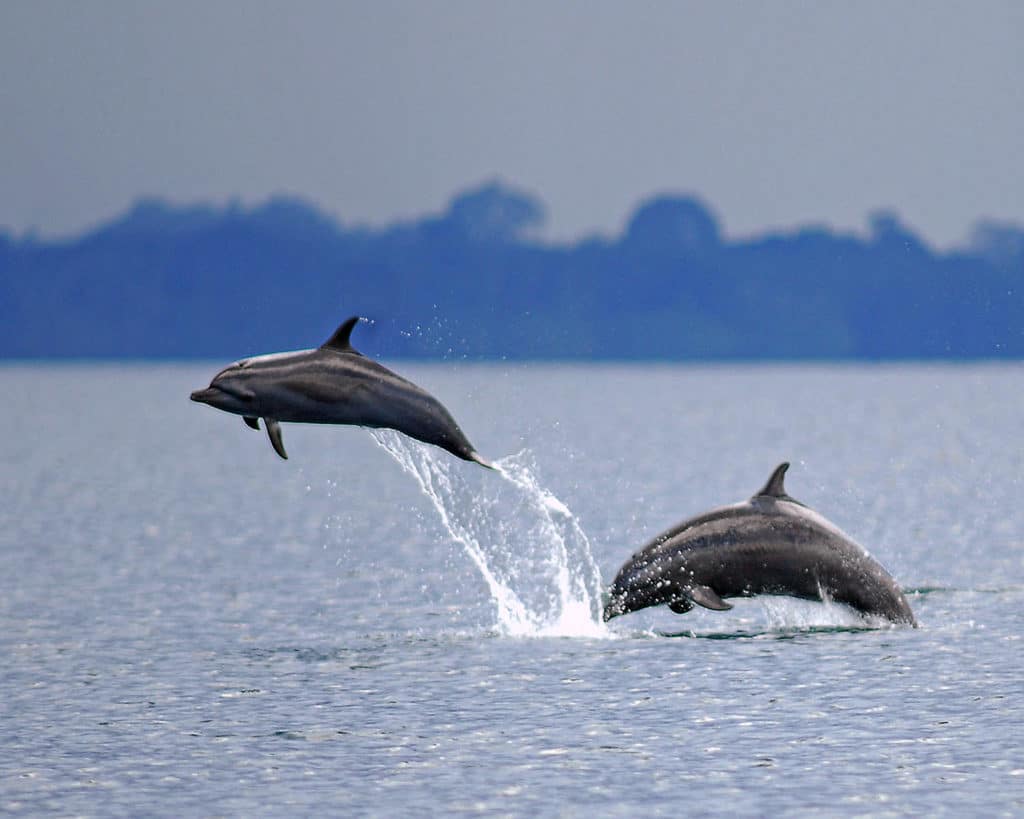dauphins costa rica
