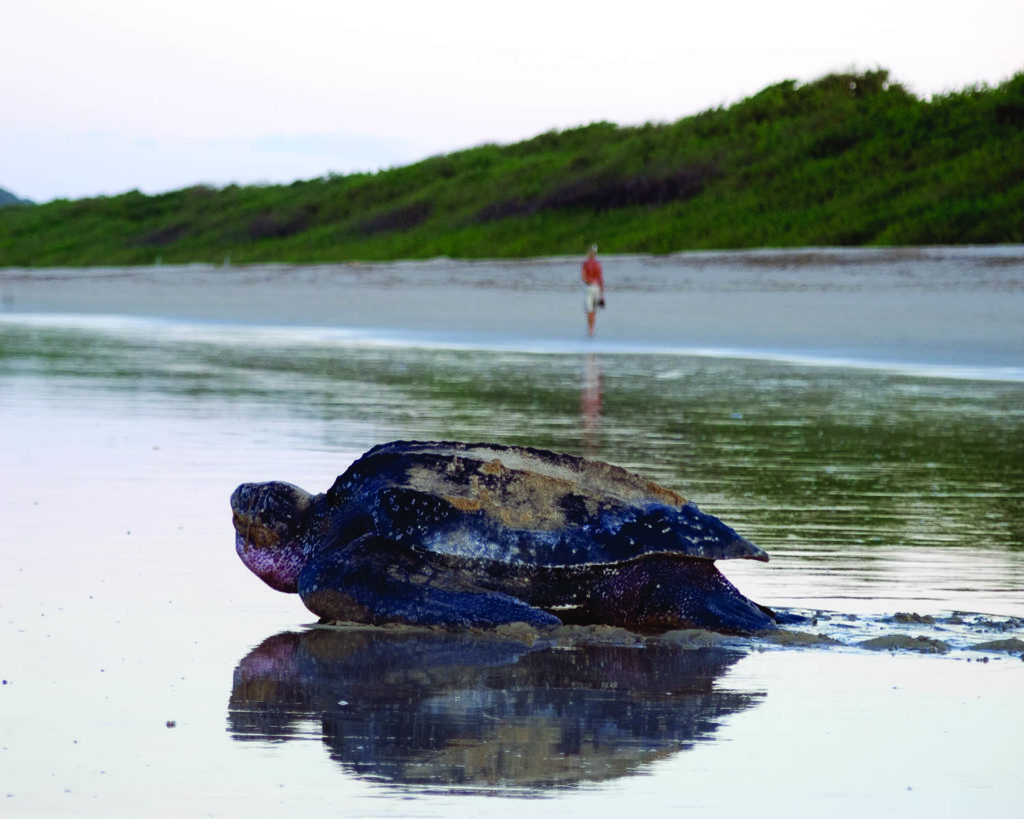 tortue costa rica