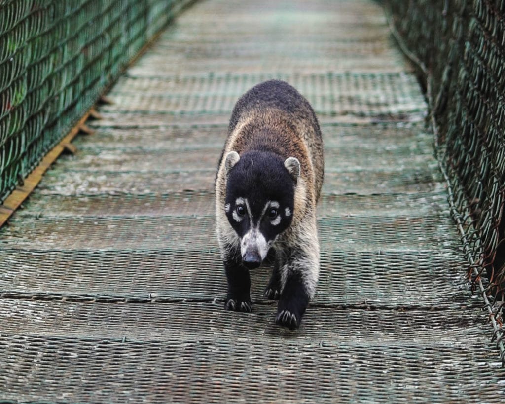 coati costa rica