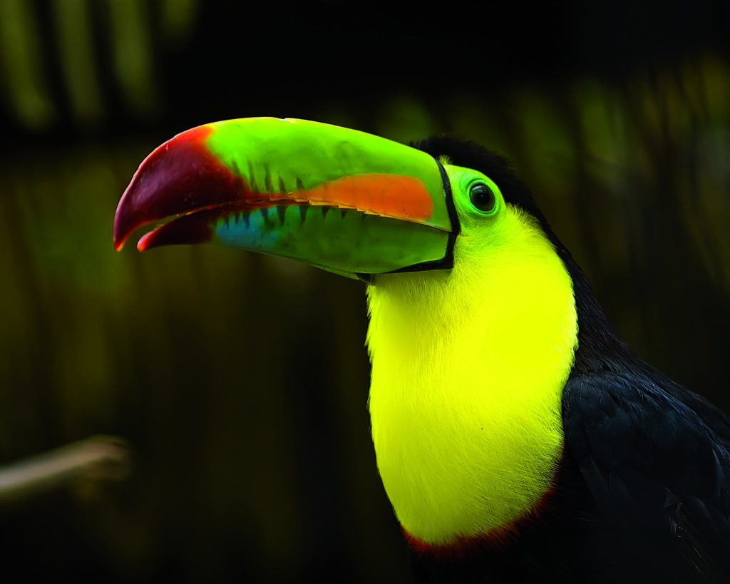 toucan costa rica