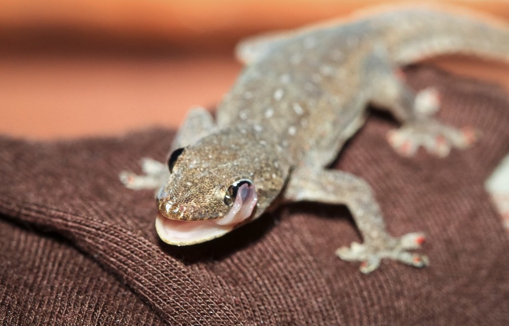 gecko au costa rica