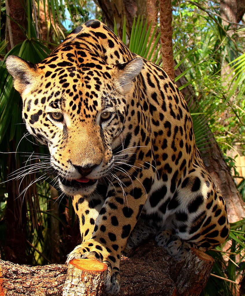 jaguar panthera onca