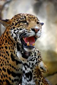 chaton jaguar