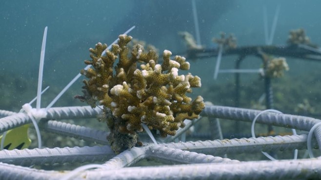 repiquage corail mar y tierra