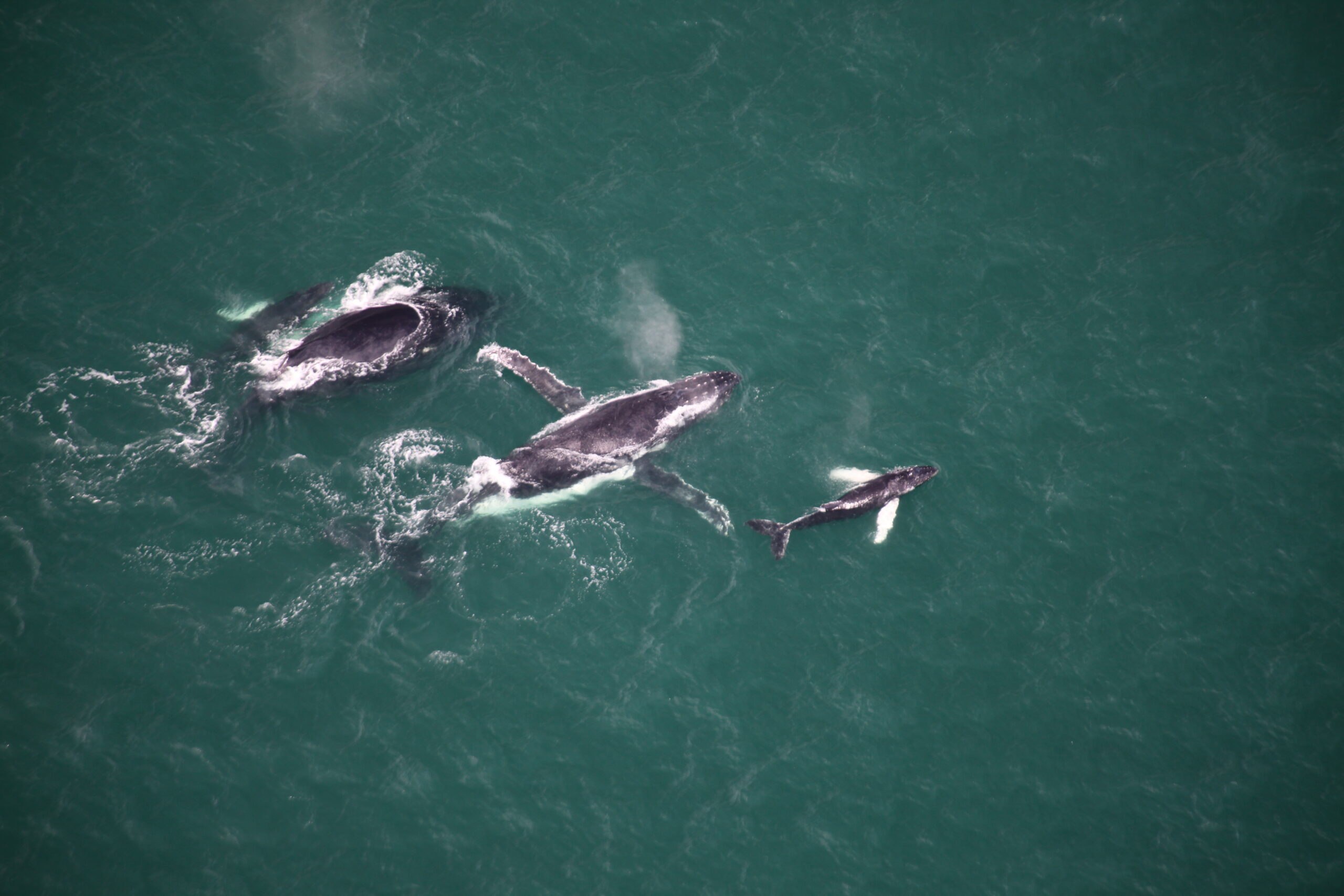 ballenas de costa rica