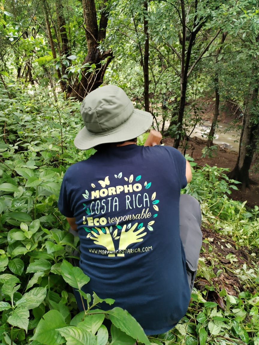 Morpho evasiones, sentado en el bosque