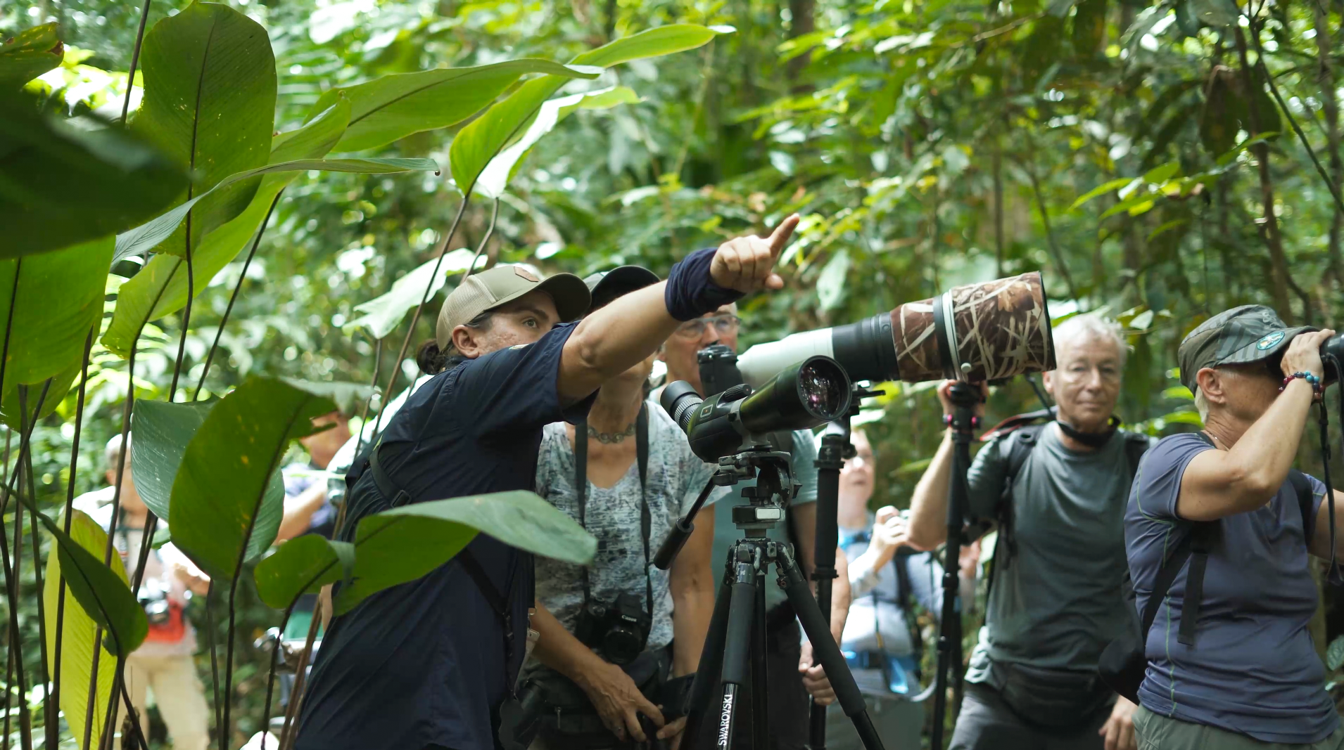 observación guiada de aves en costa rica