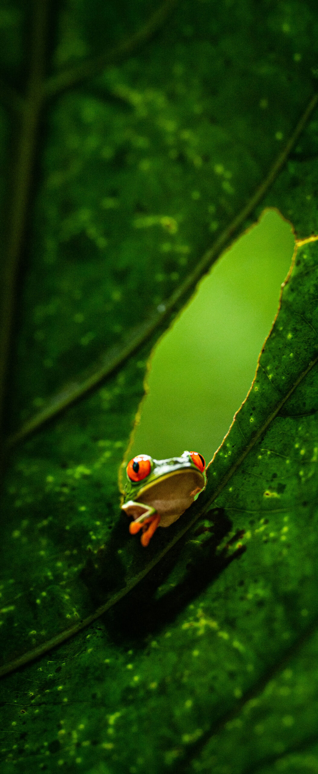 grenouille aux yeux rouges au costa rica