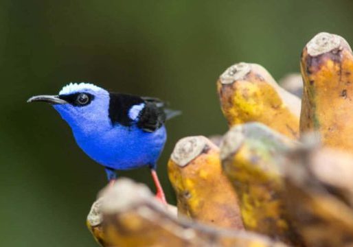 sarapiqui costa rica