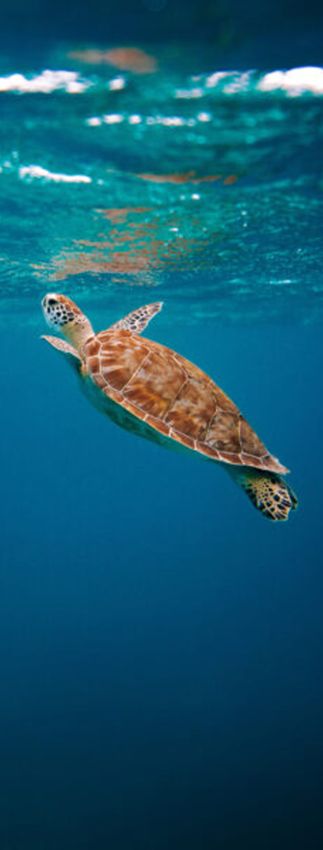 voyage soutenable au costa rica