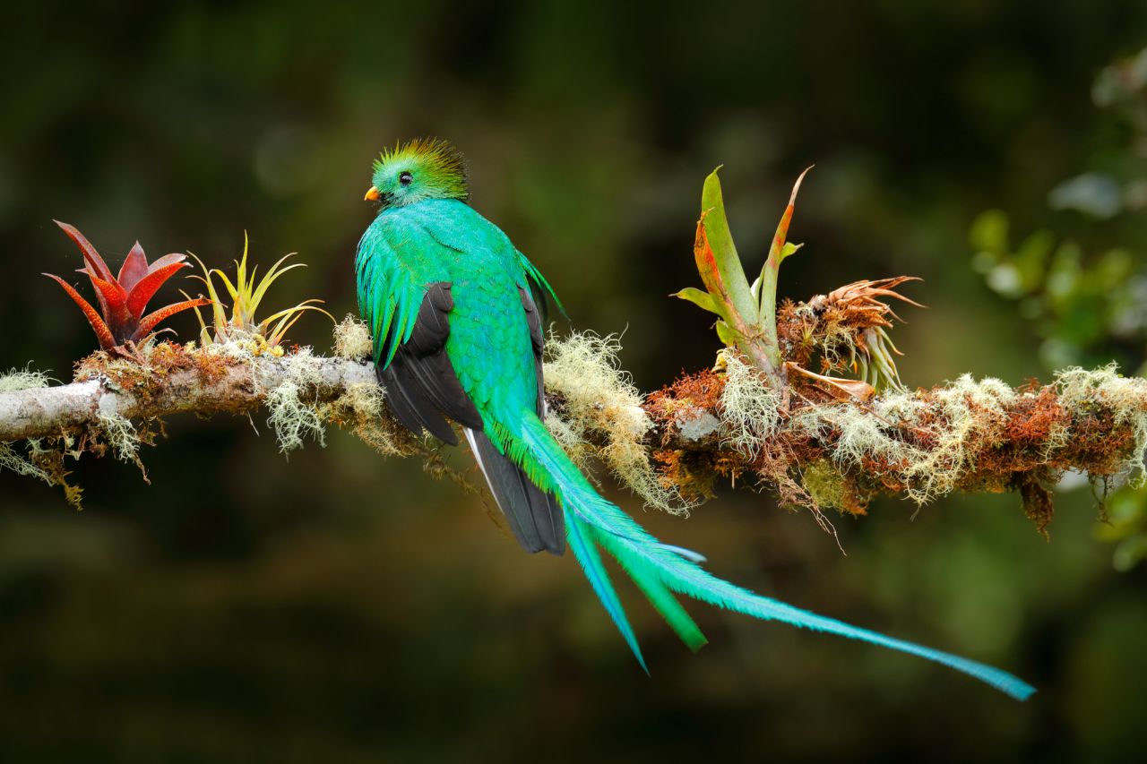 quetzal à dota