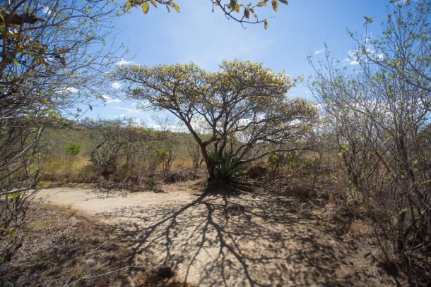 Guanacaste, forêt sèche costa rica