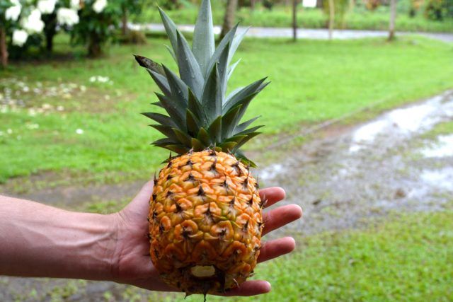 Ananas organique costa rica