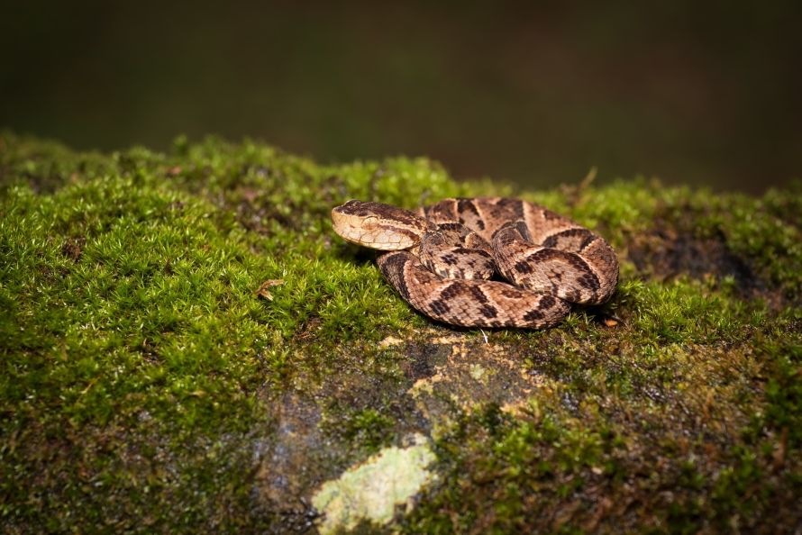 serpent fer de lance