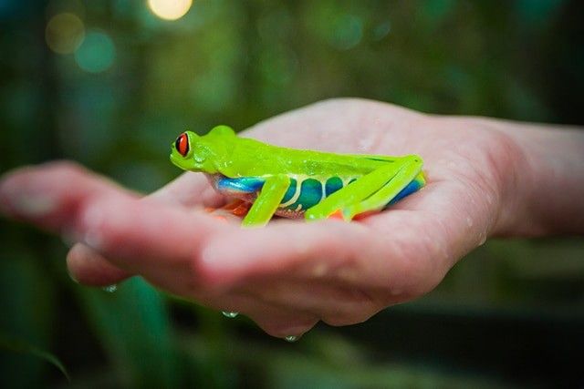 grenouille costa rica