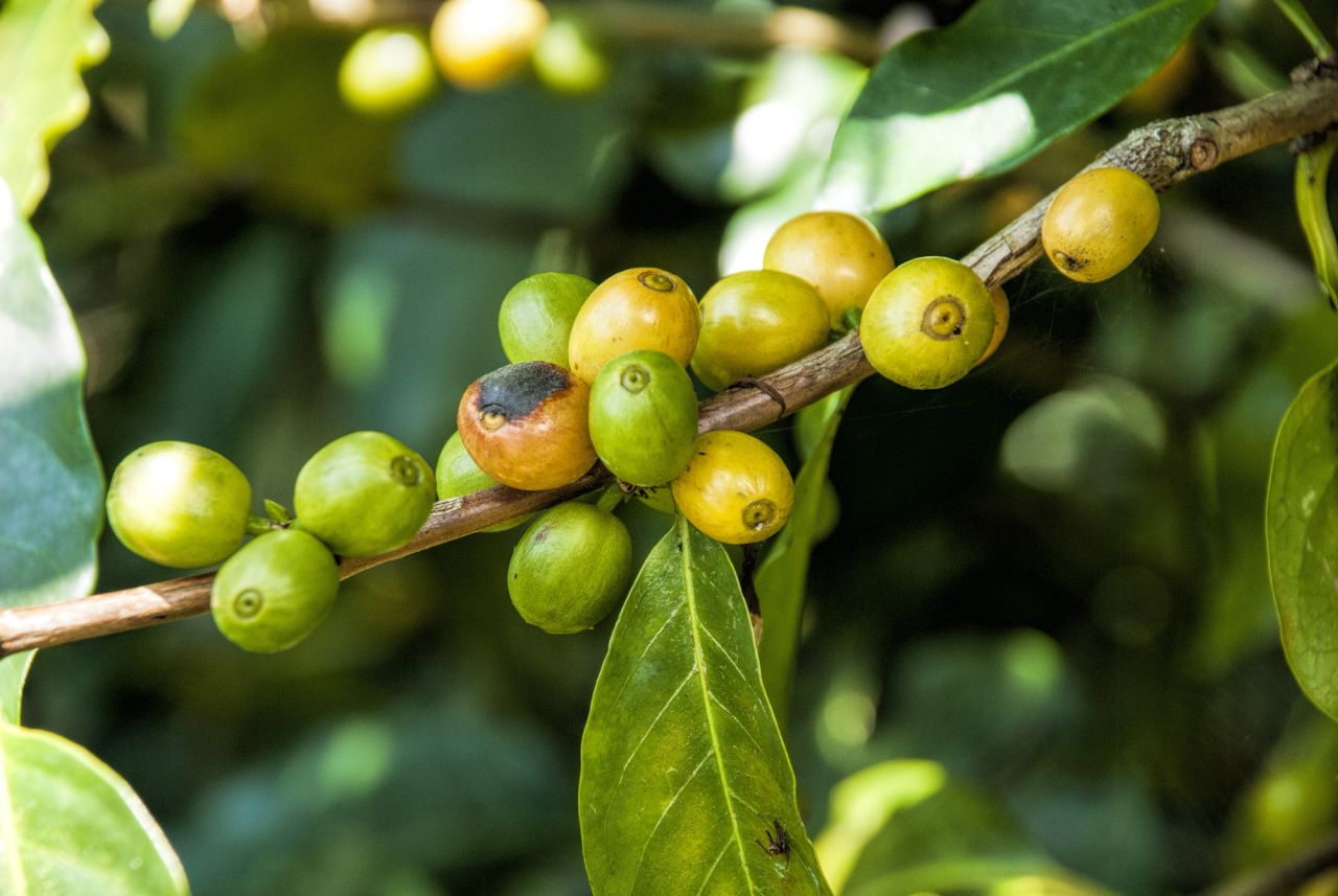 turrialba grains de café