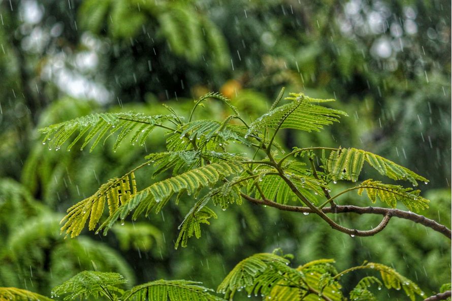 la saison des pluies au costa rica