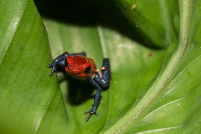 grenouille venimeuse des fraises
