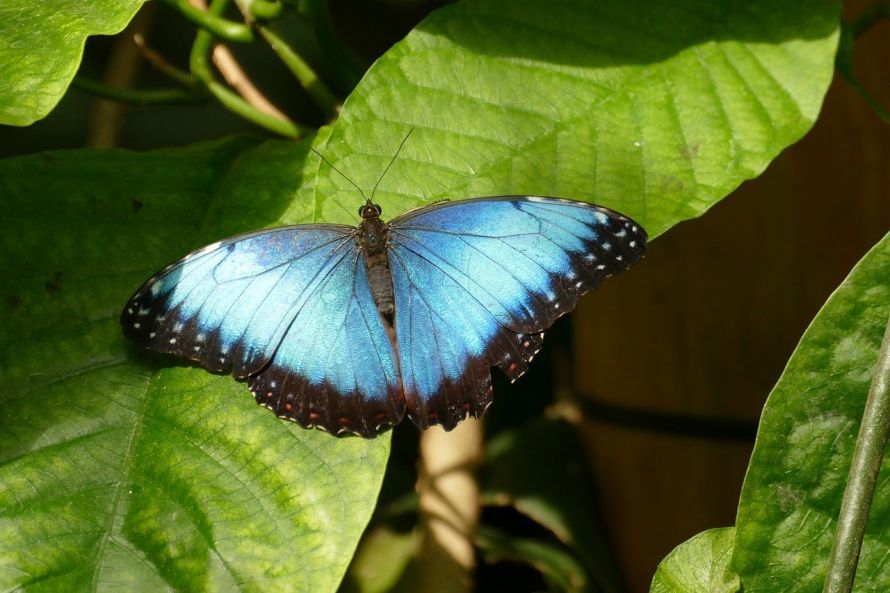morpho