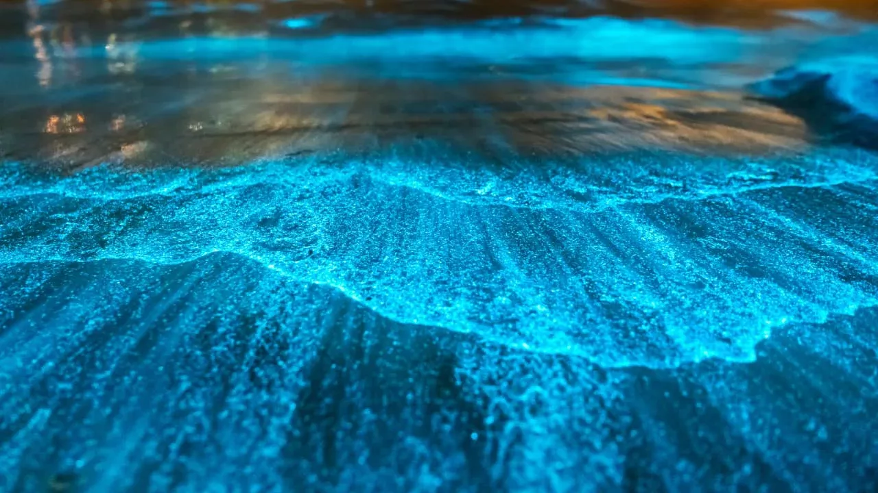 tour de biolumniescence à Curu